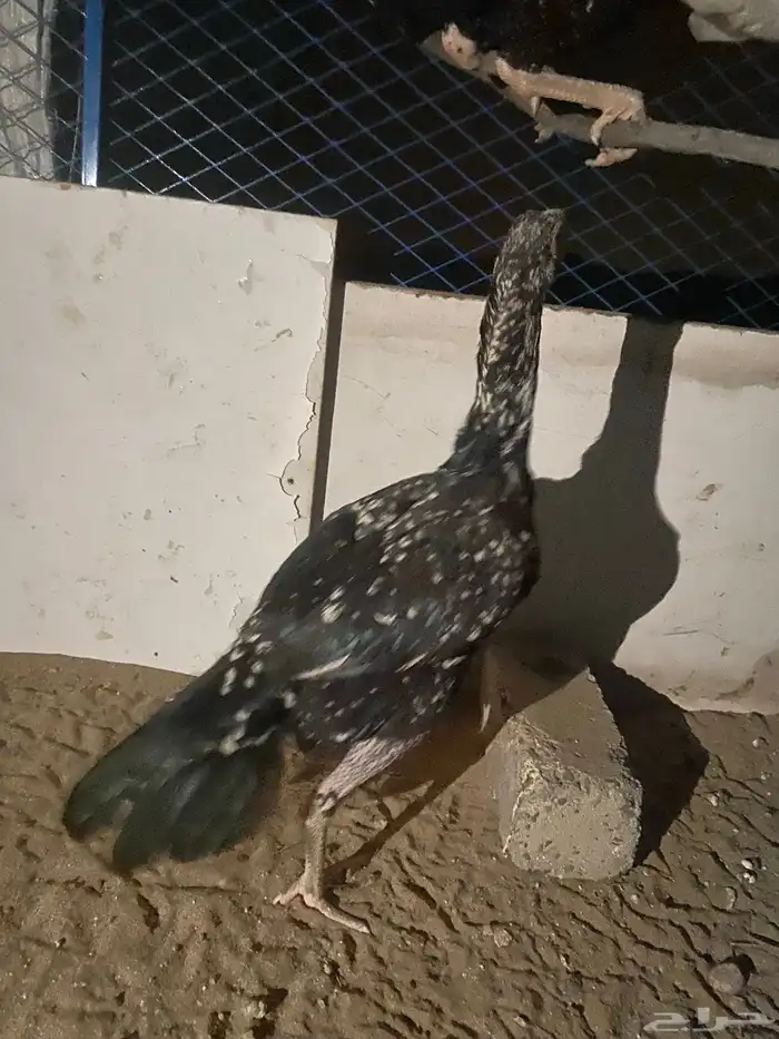 دجاج بكستاني 1