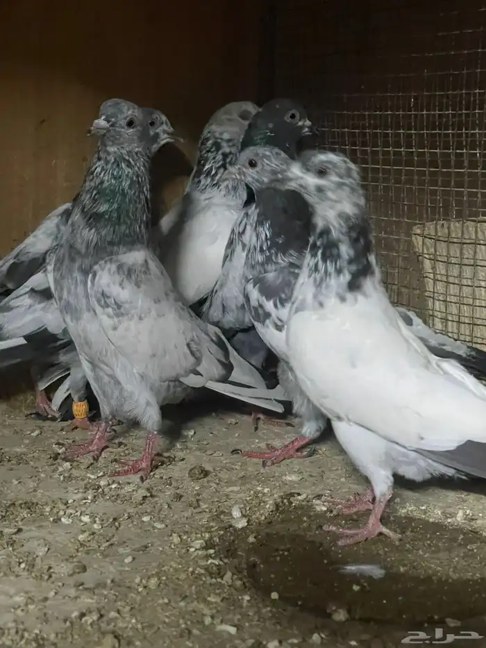 للبيع حمام باكستاني 4