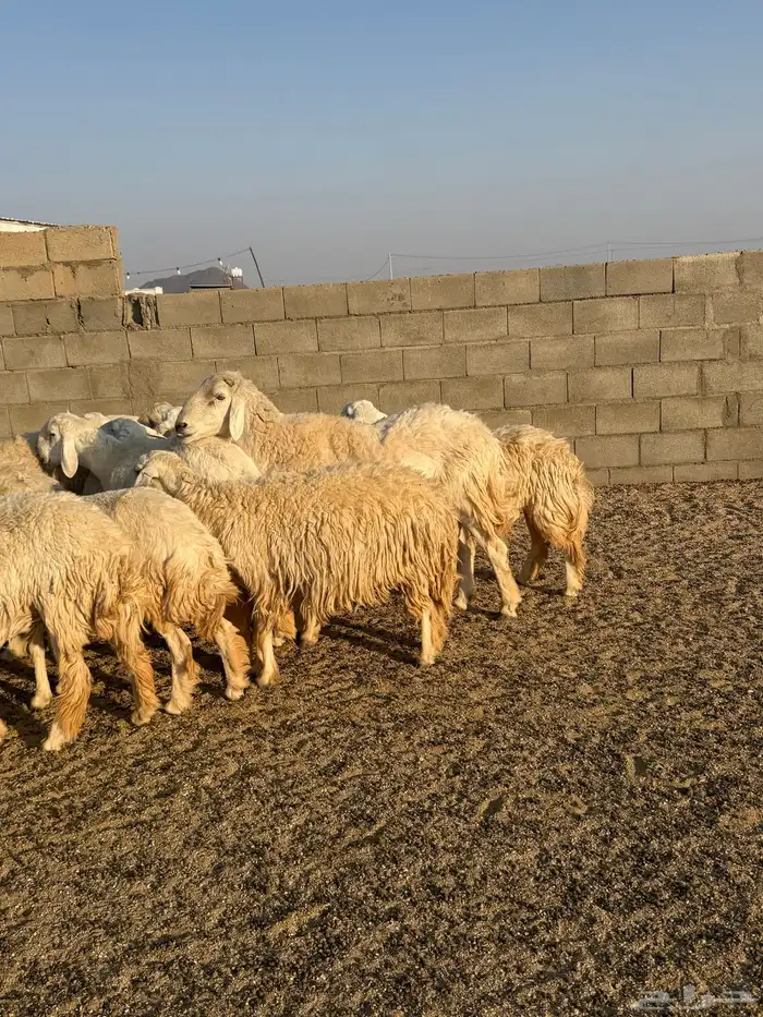 حريات حرش فاخره 0