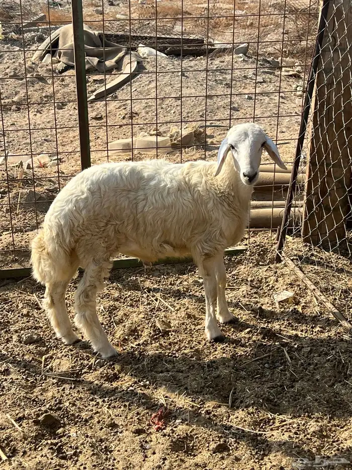 طلى حرى شحم ( تم البيع ) 0