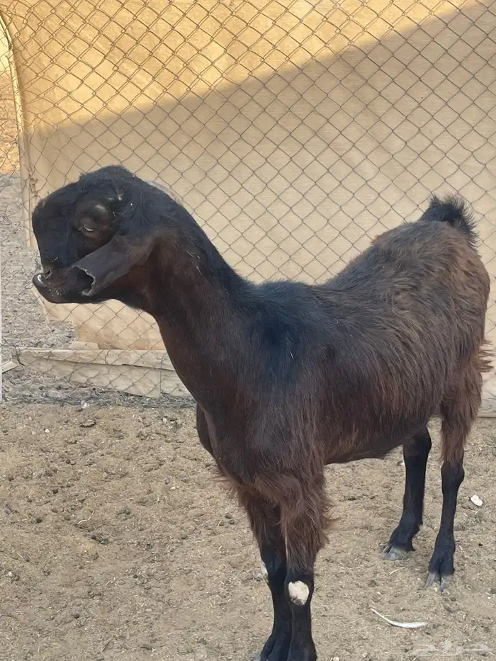 عنز شاميه تامه شبب تالي حليب 2