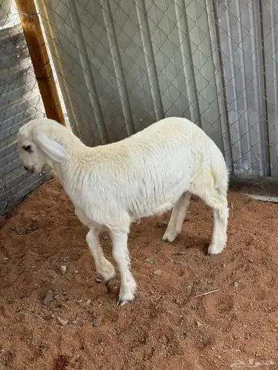 طلي حري هرفي لباني index