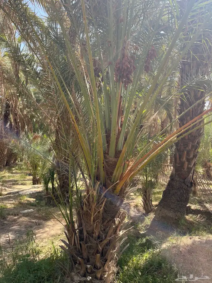 توريد وقلع نخل صفري برني شكل وادي ترج 8