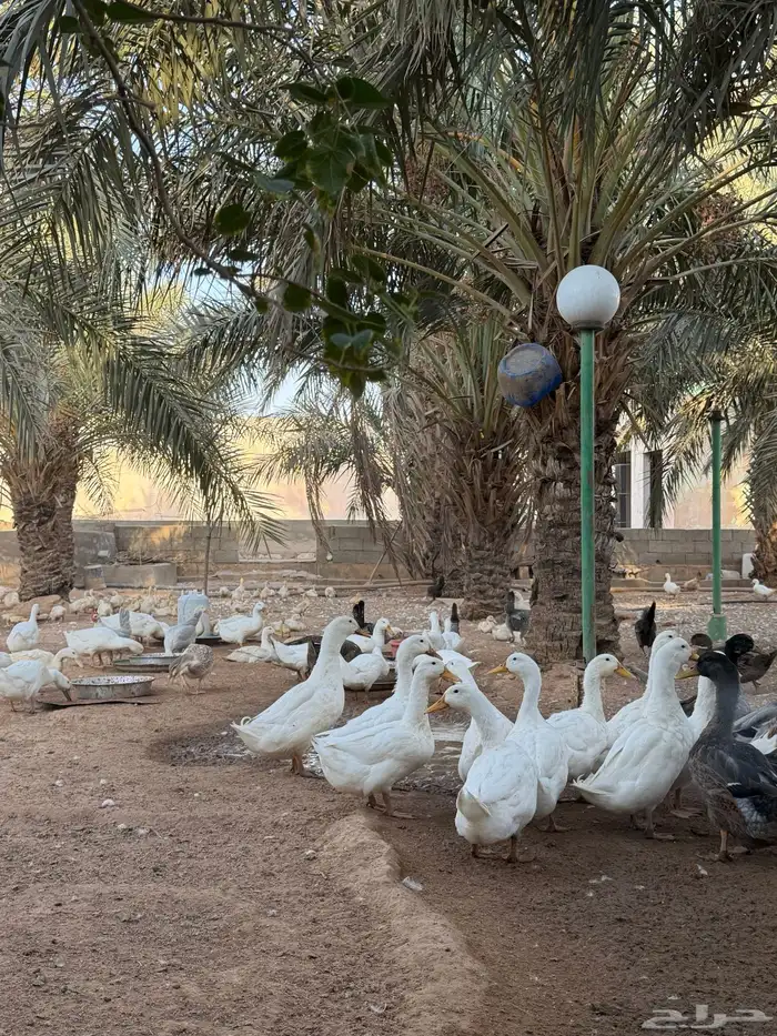 للبيع بط بيكيني مع شرشيري امهات وبشاير وفروخ 5