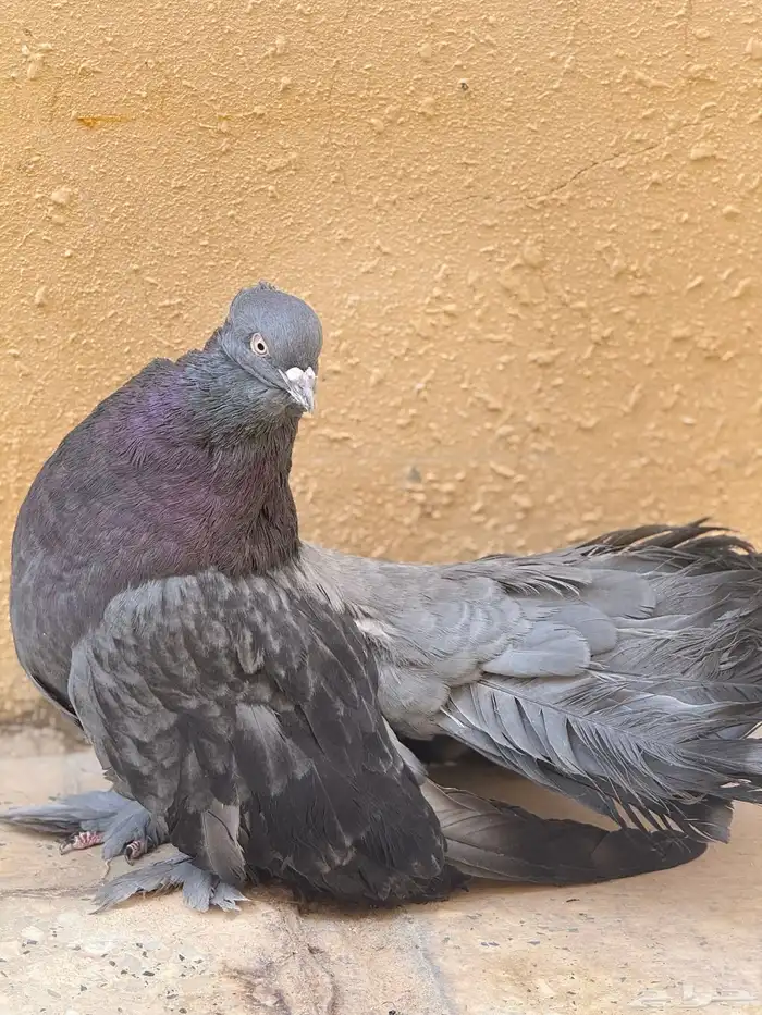 حمام نوادر 1