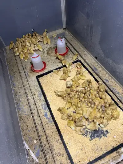 صوص بط بكيني index