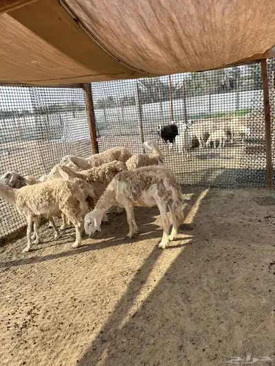 غنم حريات حرش وصنف index