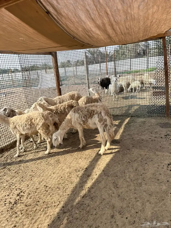 غنم حريات حرش وصنف تم البيع خارج الموقع 1