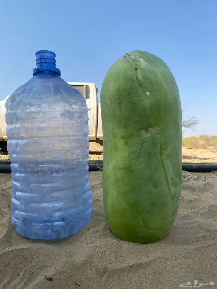 حبحب للبيع القنفذه وادي حلي 0