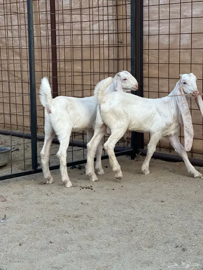 عنز هولندية بيضاء برصا فاخره 3