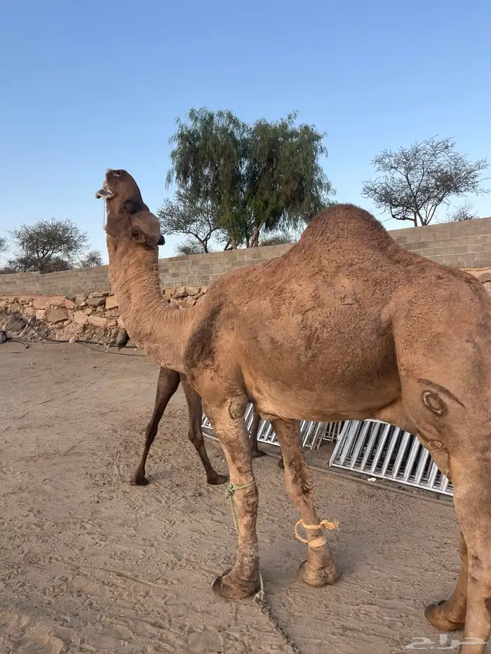 بعير منوب هايج جبر هايل على جميع شروط للبيع 4