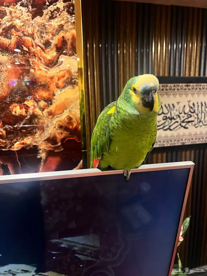 ببغاء امازوني 1