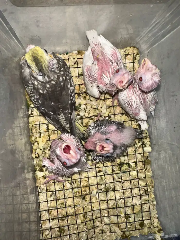 فروخ كروان متنوعه ومميزه(جملة) 0