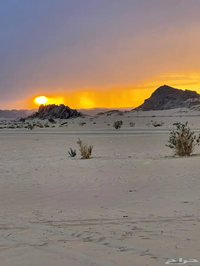 مطلوب عزبة حلال جاهزة للشراء في سيدة نجران 0