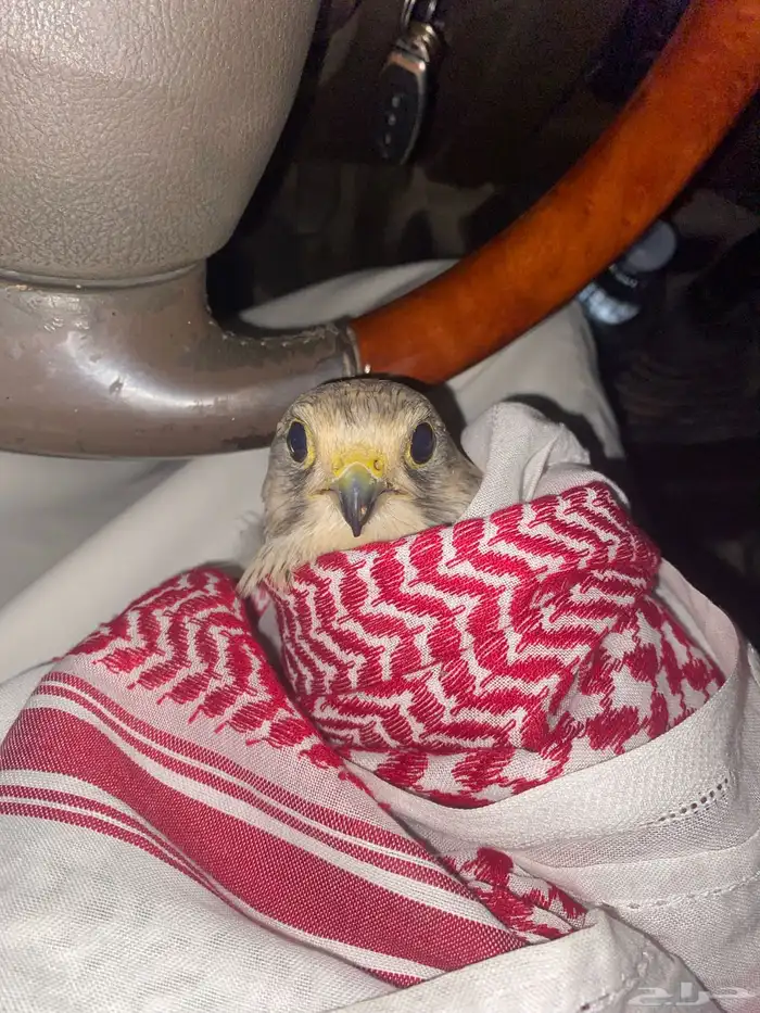 باشق البيع عجل 0