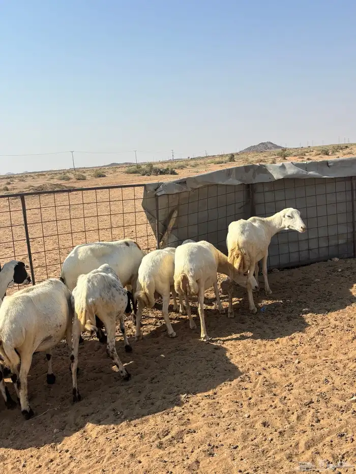 رفيديات 14 وحريه 8