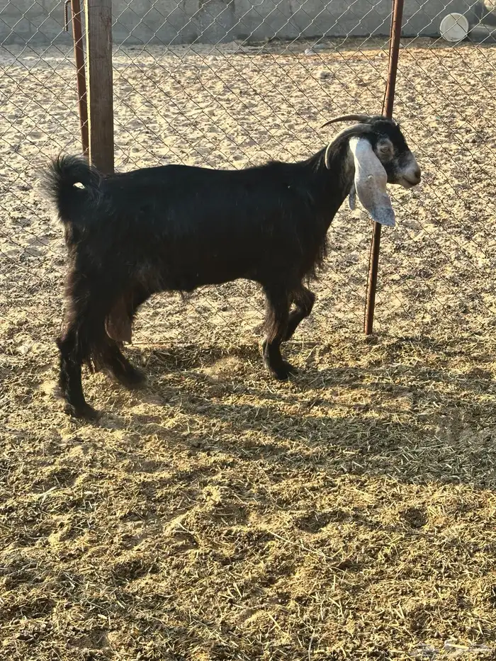 عارضيه دافع 0