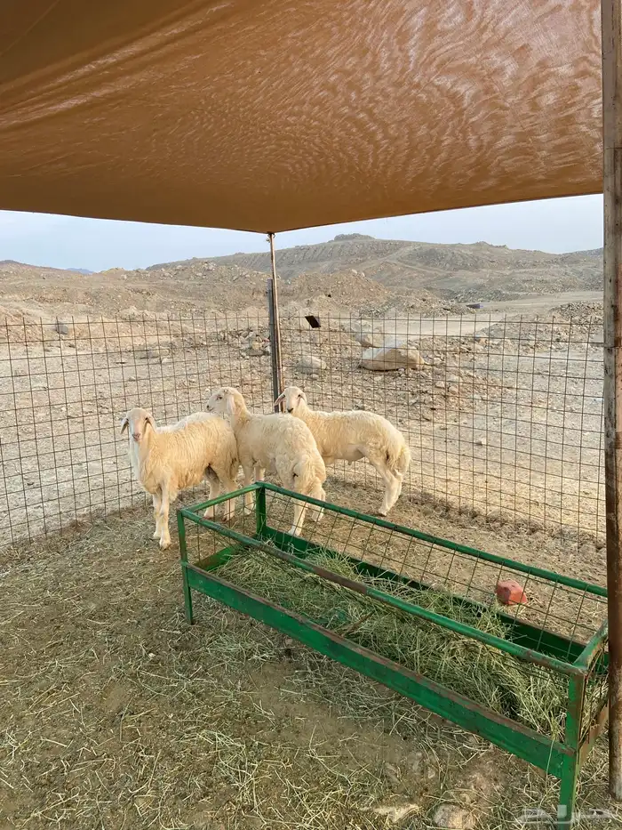 طليان ذبايح 1