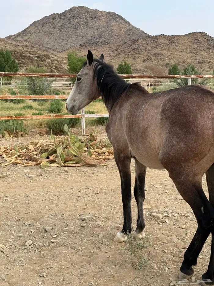 خيل للبيع 4