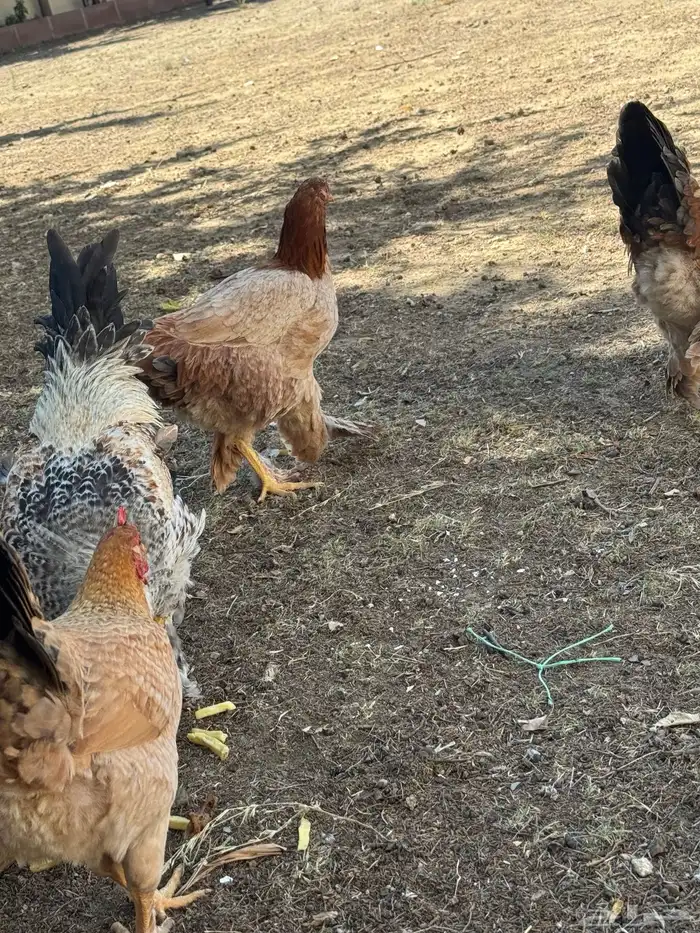 ثلاثة أزواج مهجن مع براهما فاخر من الآخر 14