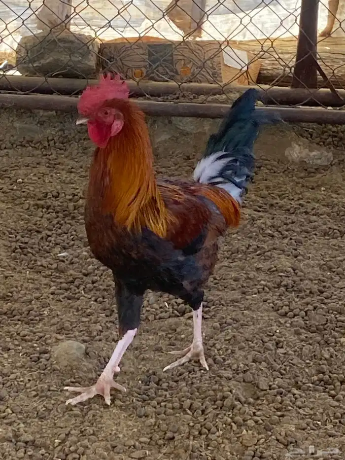 3 ديوك. 2 بلدي 1 ماكنتوش 1