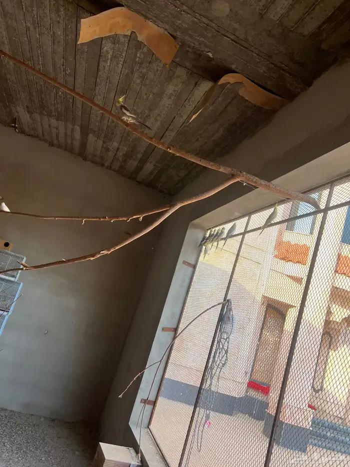 مطير للبيع كروان وبادجي وزبرا 1