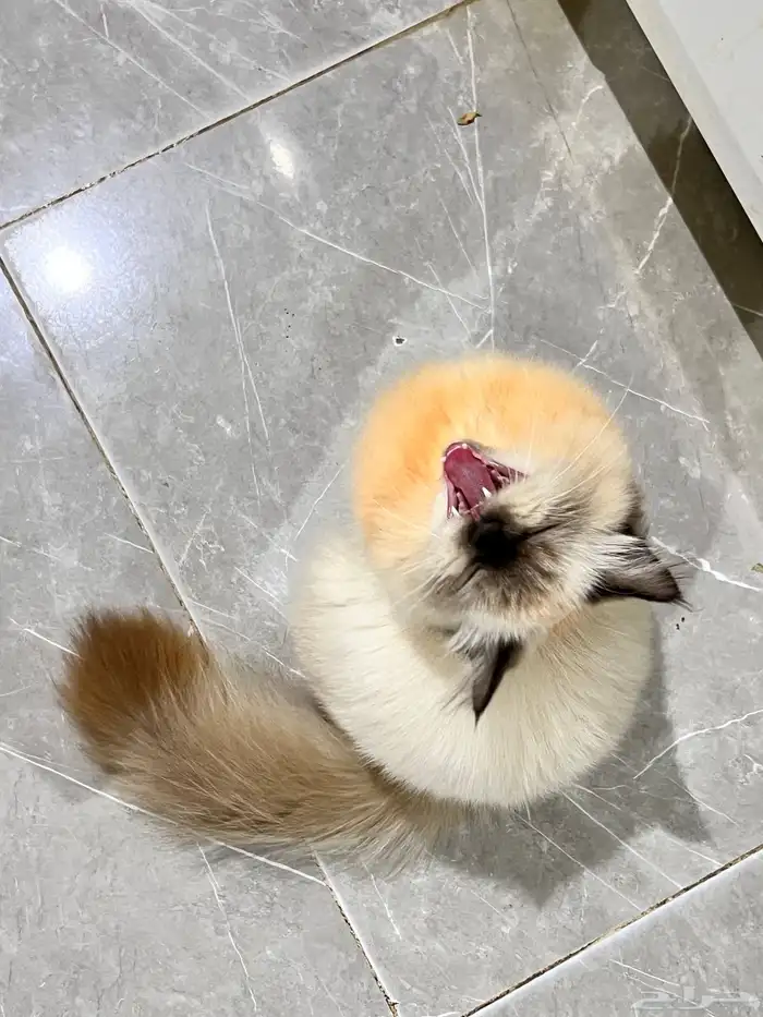 قط للبيع هملايا العمر 5 شهور 1