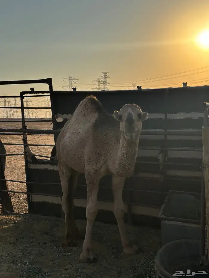 حشو طيبات للبيع 2