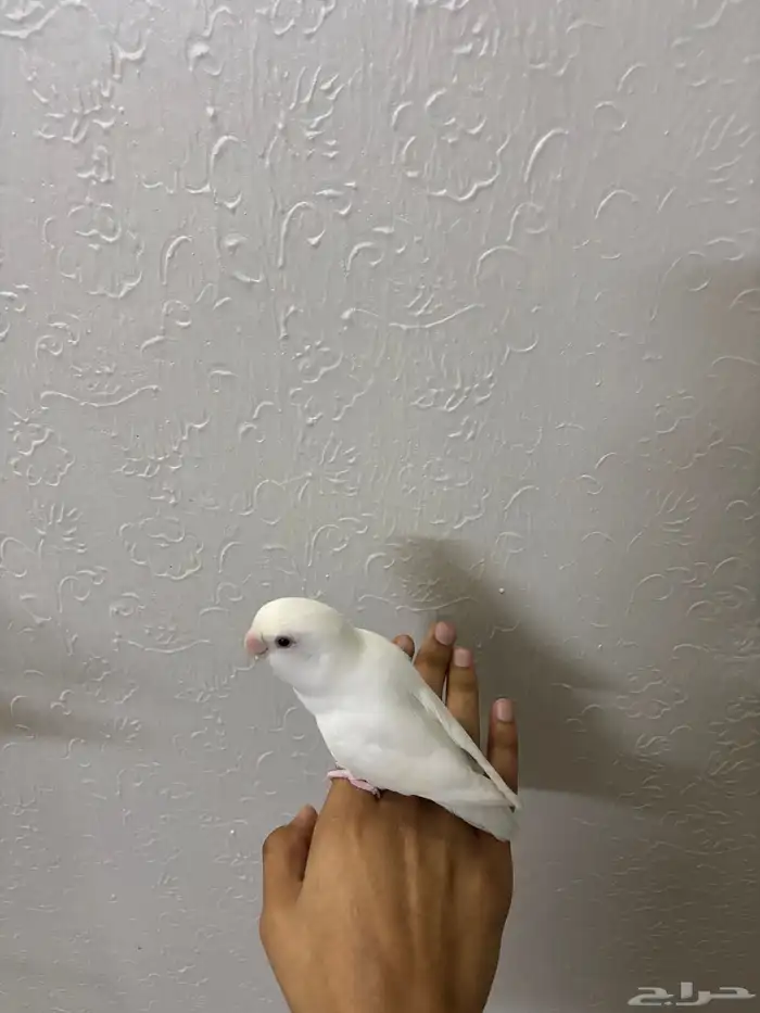 روز البينو اليف 5