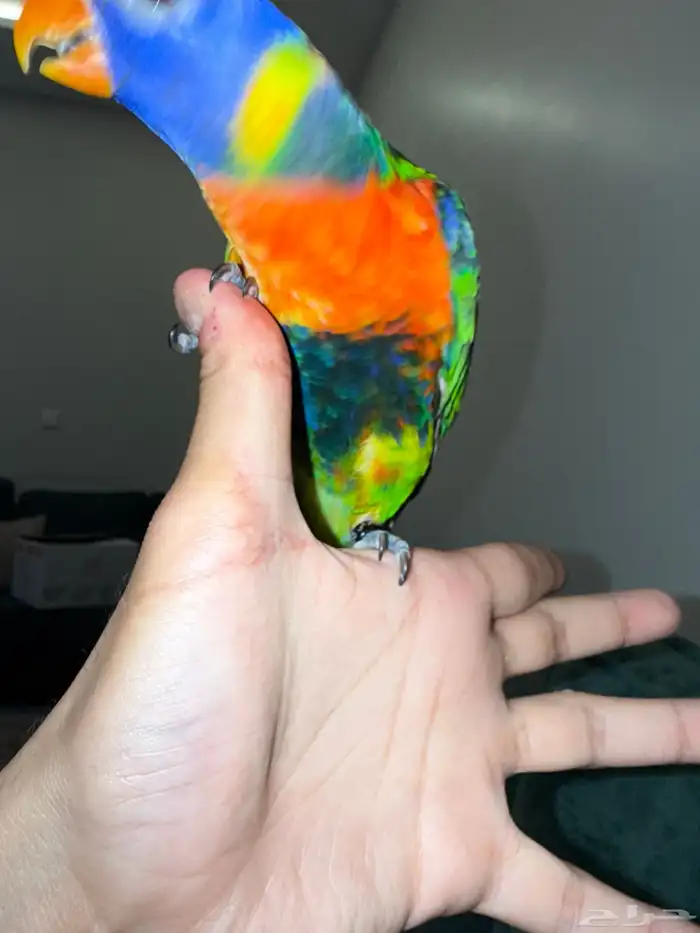 ببغاء لوري 1