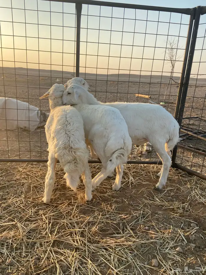 طليان حريه ذبايح 1