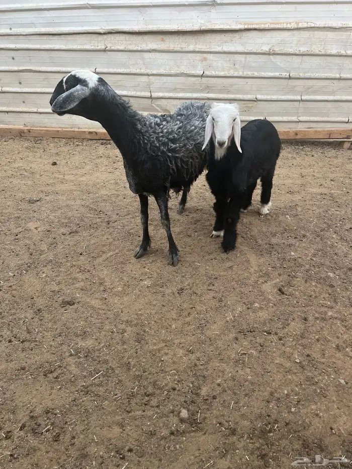 شاتين مهاجيهن متابيع 0