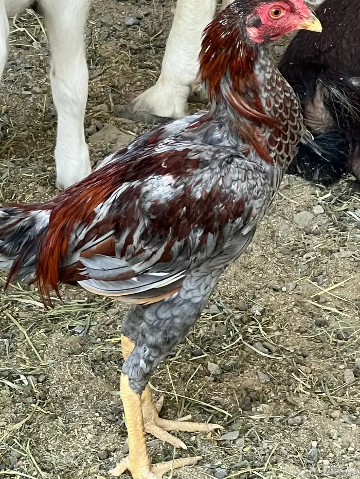 ديك باكستاني سندي 0