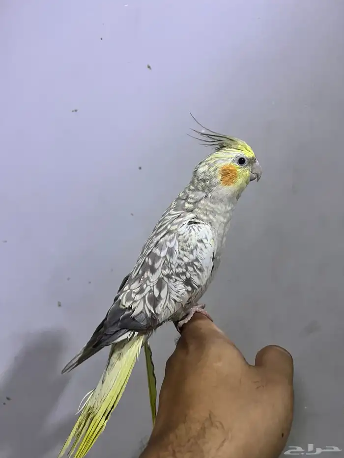 كروانات اليفه 3