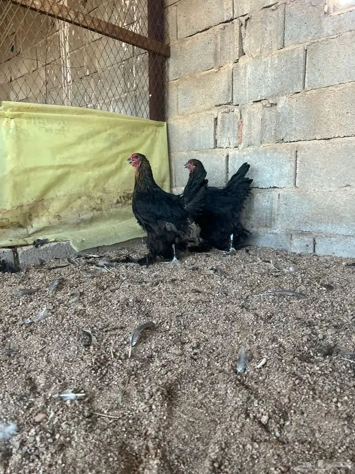 للبيع طقم براهما اسود 1