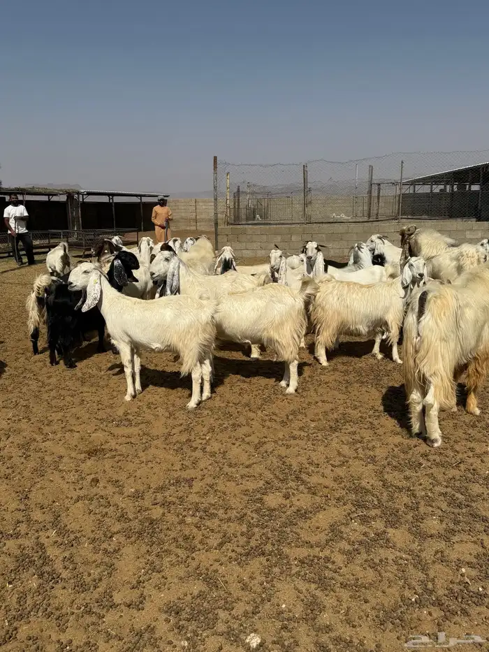 معزاء دفيع مشاريك خصصم 1