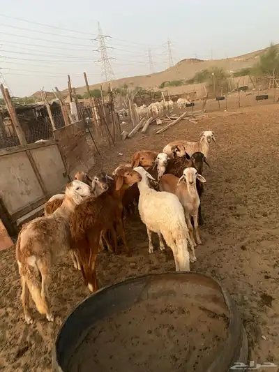 ذبايح حري و سواكني يوجد تقسيط تابي يوجد توصيل index