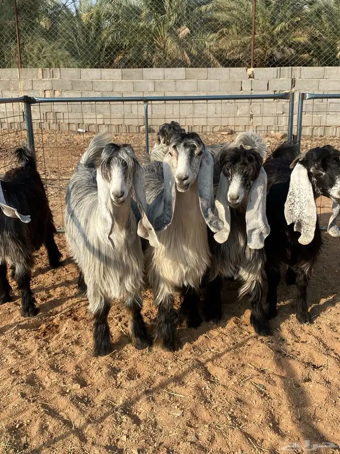 معزا عوارض بفحلها صنف تم البيع تم البيع 19