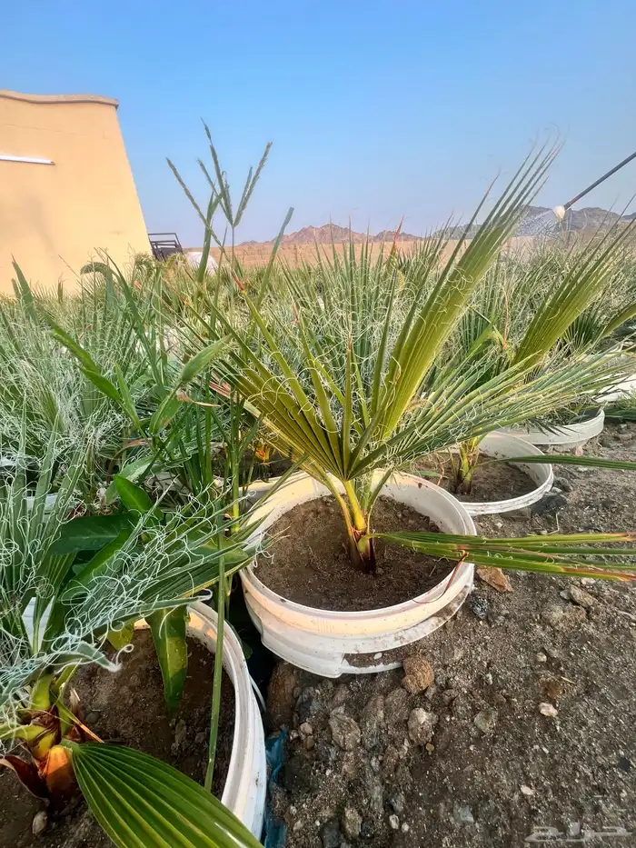 مشروع زراعي للبيع بالكامل بسعر رمزي جدا 7