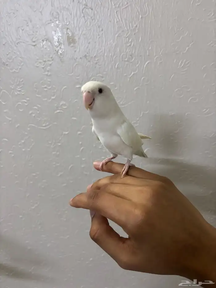 روز البينو اليف 1