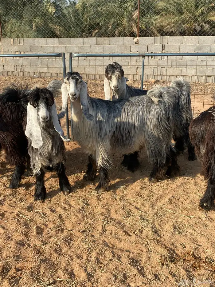 معزا عوارض بفحلها صنف تم البيع تم البيع 14