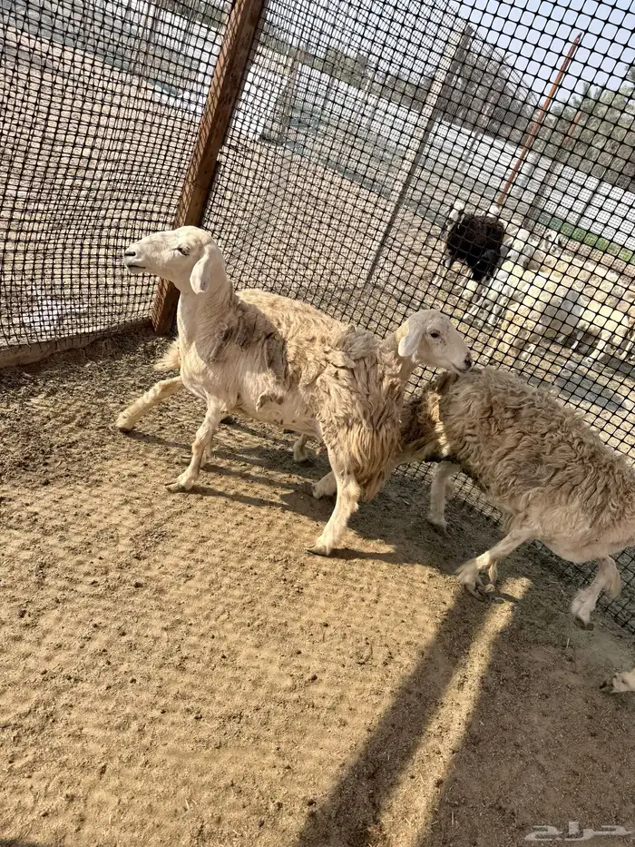 غنم حريات حرش وصنف تم البيع خارج الموقع 2