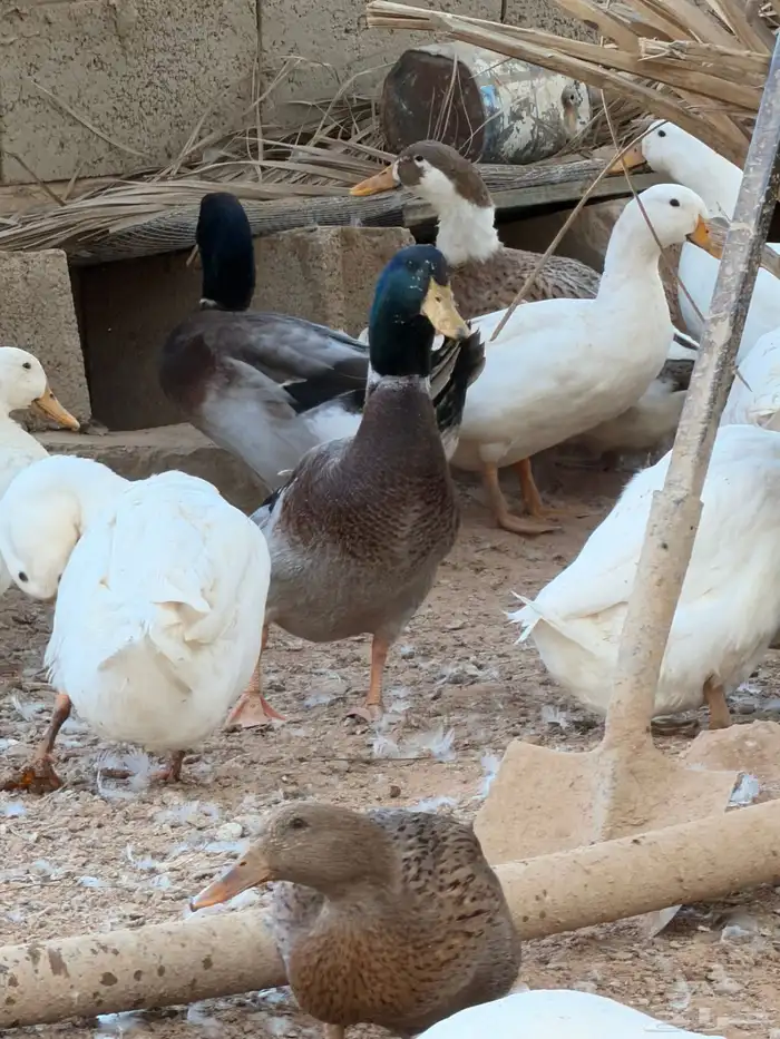 للبيع بط بيكيني مع شرشيري امهات وبشاير وفروخ 6