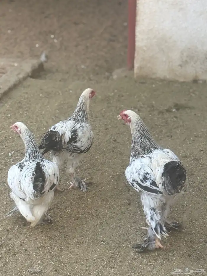 دجاج براهما 1