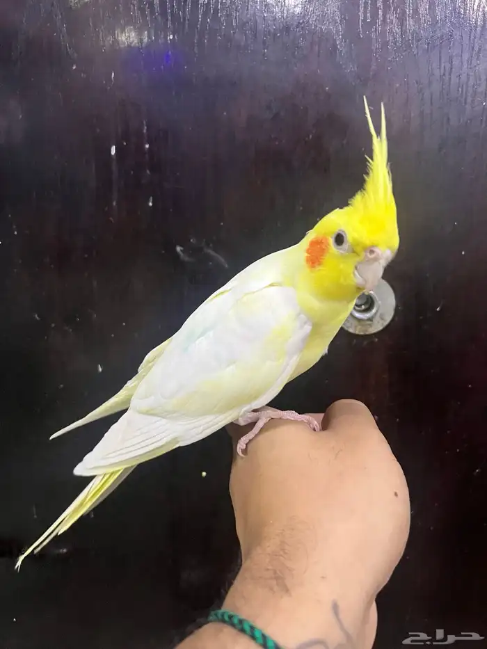 كروانات اليفه 0