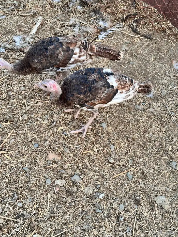 رومي للبيع صوص 6