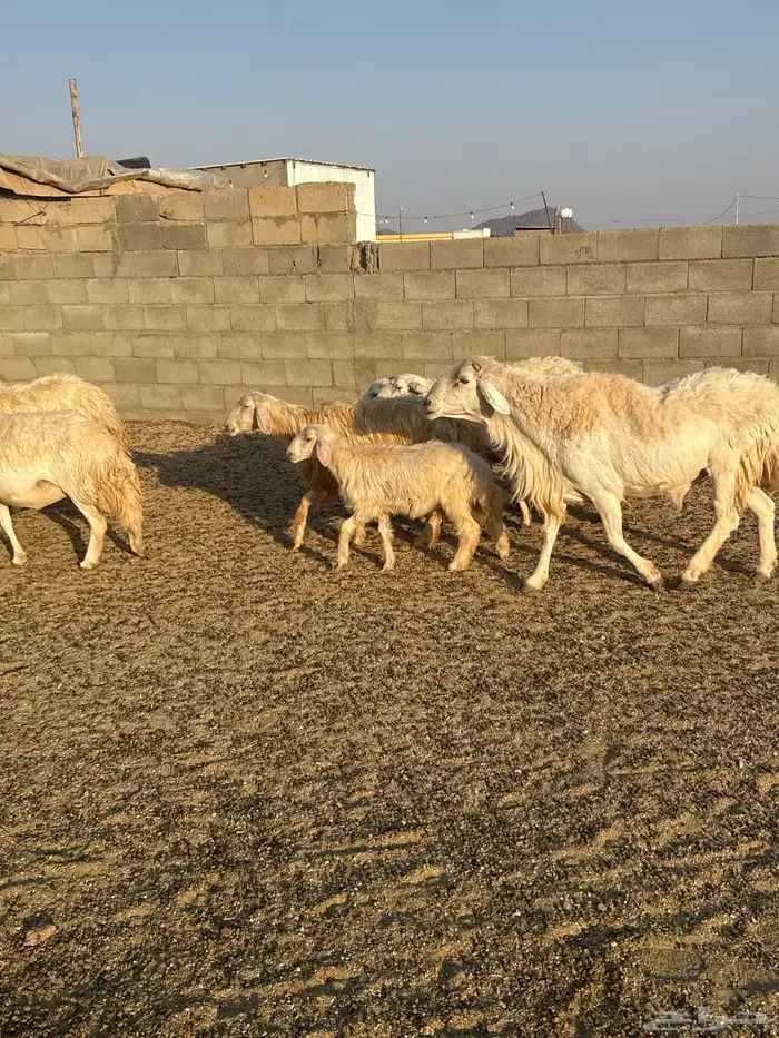 حريات حرش فاخره 25