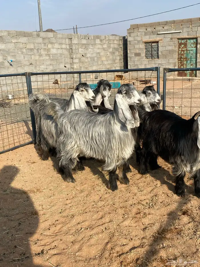 معزا عوارض بفحلها صنف تم البيع تم البيع 7