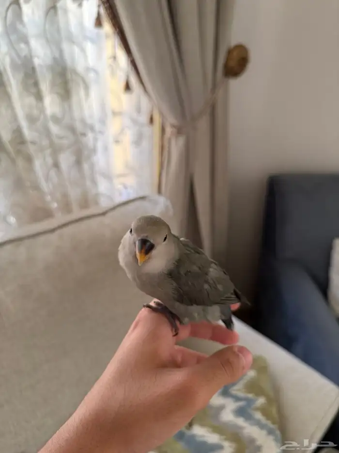 ببغاء روز أليفف 0