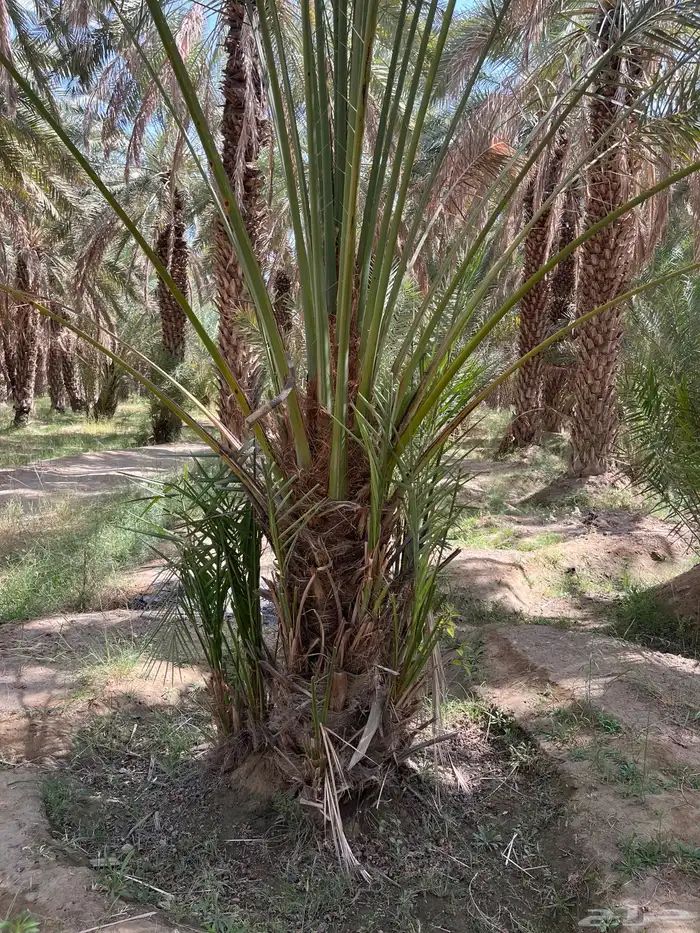 توريد وقلع نخل صفري برني شكل وادي ترج 6